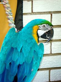 Close-up of birds