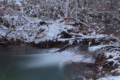 Snow covered land and trees in forest