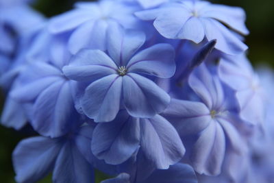 Close-up of purple flowers blooming outdoors