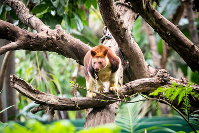 Tree kangaroo