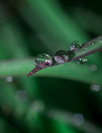 Close-up of water drops on plant