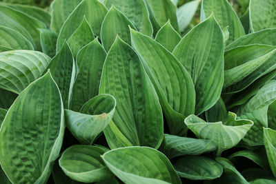 Full frame shot of plants