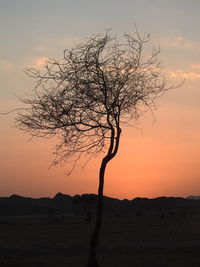 Silhouette bare tree on landscape against sky during sunset