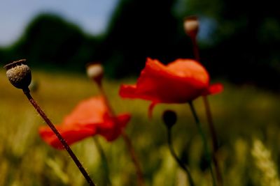 Close-up of red poppy blooming in field