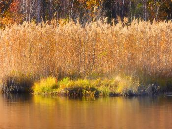 Trees by lake in forest during autumn