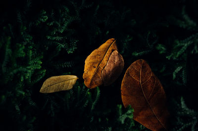 Close-up of dry autumn leaves on land