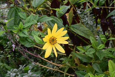 flowering plant