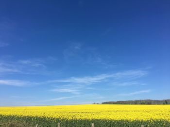 Scenic view of oilseed rape field against blue sky