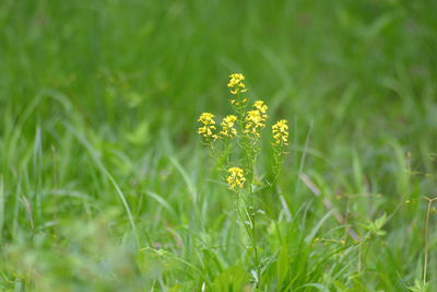 Close-up of yellow flower growing in field