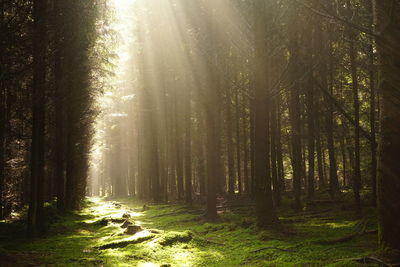 Trees in forest during sunset