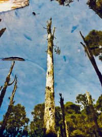 Low angle view of trees against sky