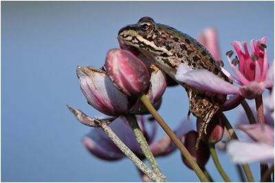 Low angle view of frog on flowers against clear sky during sunny day