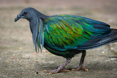 Close-up of a bird