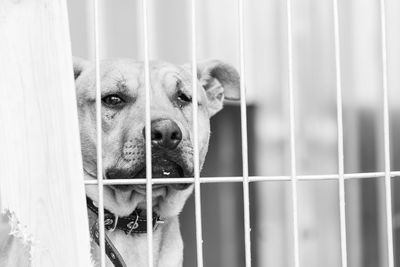 Close-up of dog looking through fence