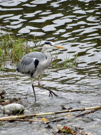 High angle view of gray heron perching on water