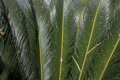 Close-up of palm leaf