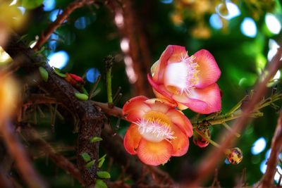 Close-up of pink flowering plant