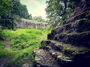 Plants growing on old wall against trees