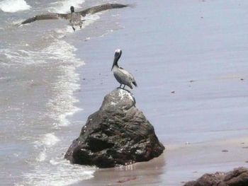 View of birds in sea