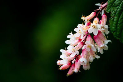 Close-up of pink flowers on branch