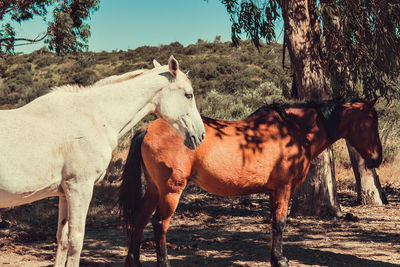 Horses standing in ranch