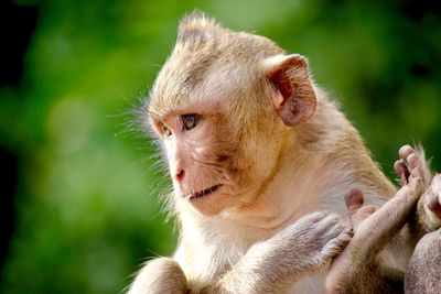 Close-up of a monkey looking away