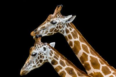 Close-up of giraffe against black background