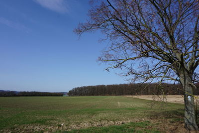 Scenic view of field against clear sky