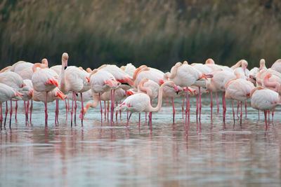 Flamingos in the camarque in southern france, wildlife provence