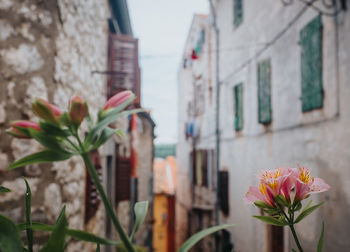 Close-up of pink flowering plant against building