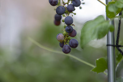 Close-up of berries growing on plant