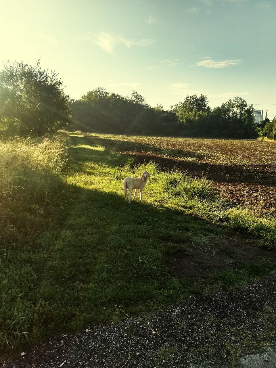 VIEW OF A DOG ON FIELD