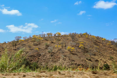 Trees on field against sky