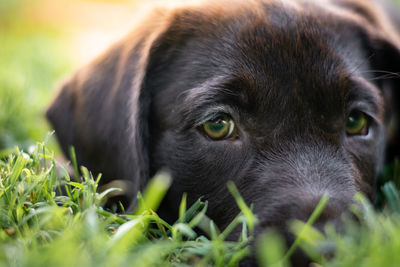 Close-up portrait of black dog