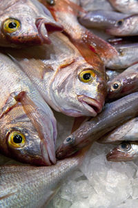 Close-up of fish for sale in market