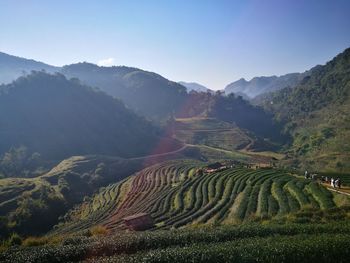 Scenic view of vineyard against sky