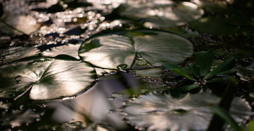 High angle view of flowering plant leaves