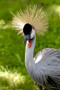 Close-up of bird