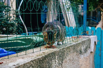 View of dog in cage at zoo