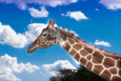Low angle view of giraffe against sky