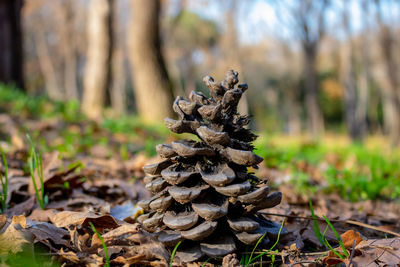 Close-up of pine cone on field