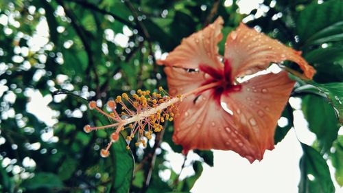 Close-up of orange flowering plant