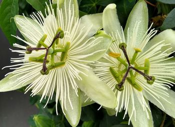 Close-up of flowering plant