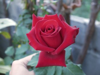 Close-up of rose against blurred background