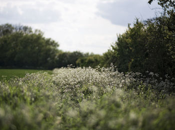 Plants growing on land