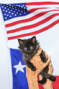 Portrait of flag against blue wall