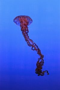 View of jellyfish swimming in sea