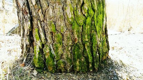 Close-up of tree trunk