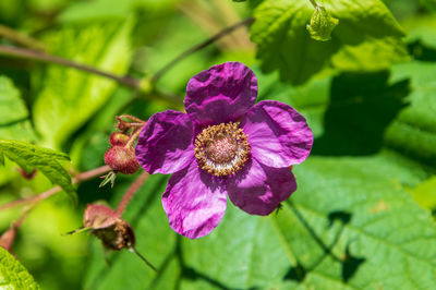 Close-up of pink flowering plant