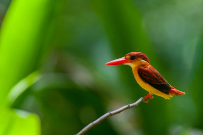 Close-up of bird perching on a branch